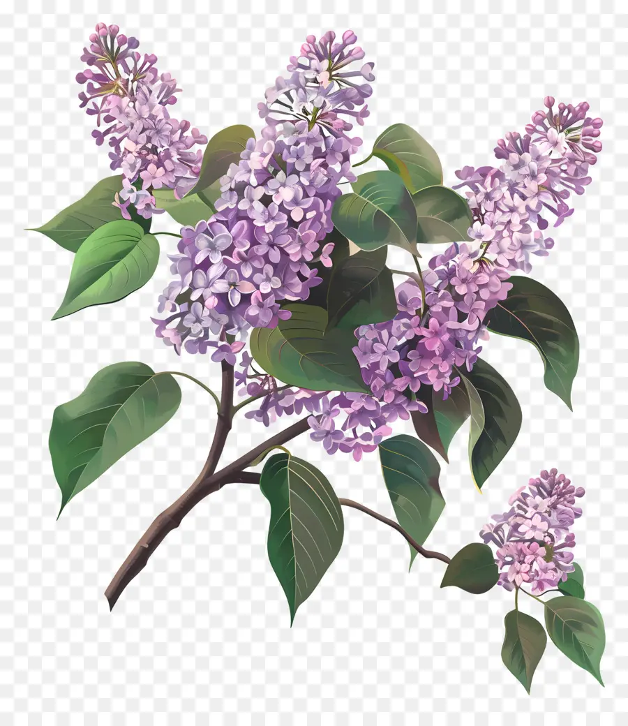 Chinês Lilás，Lilacs PNG