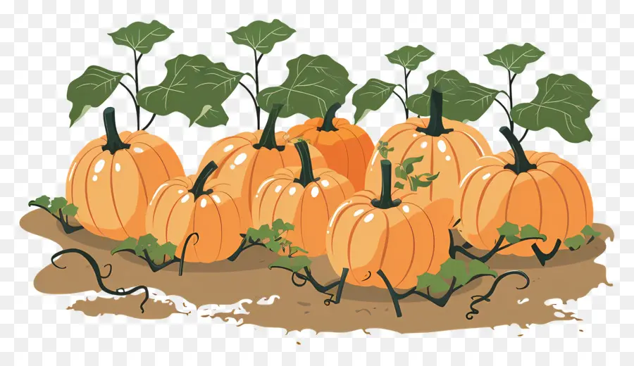 Pumpkin Patch，Abóbora PNG