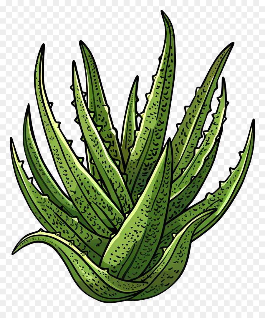 Aloe Vera，Planta Aloe Vera PNG