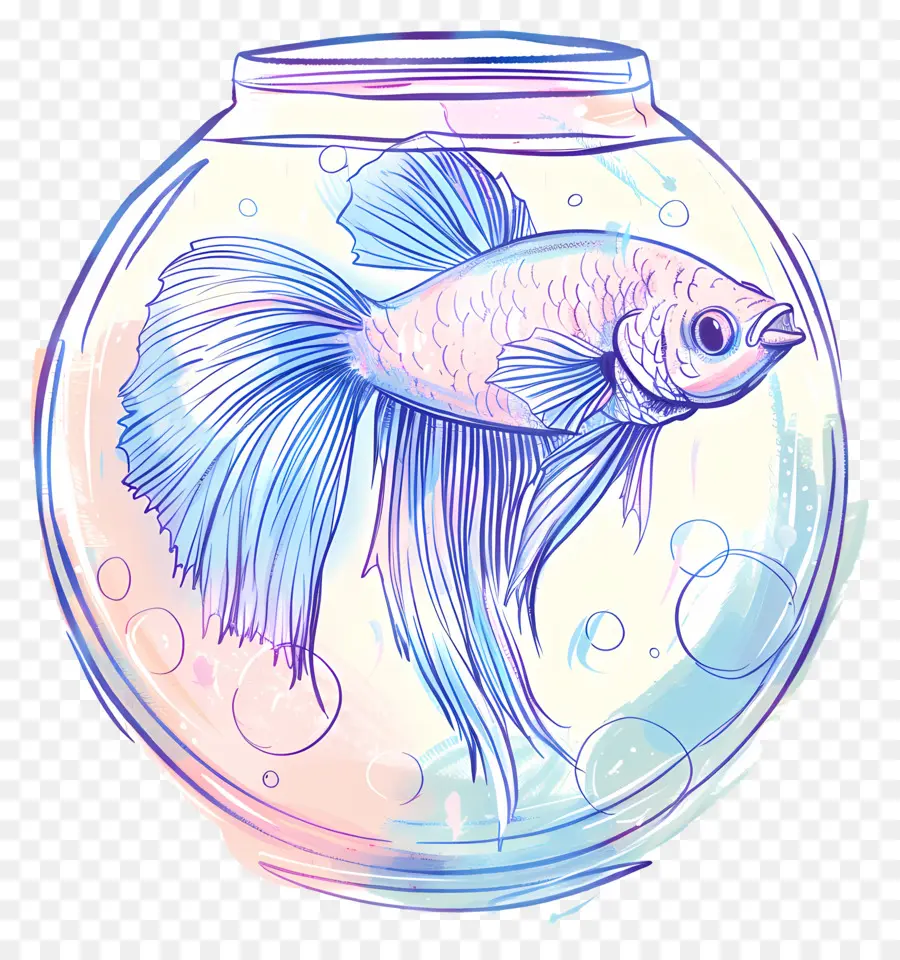 Peixe Betta，Sobre O Aquário PNG