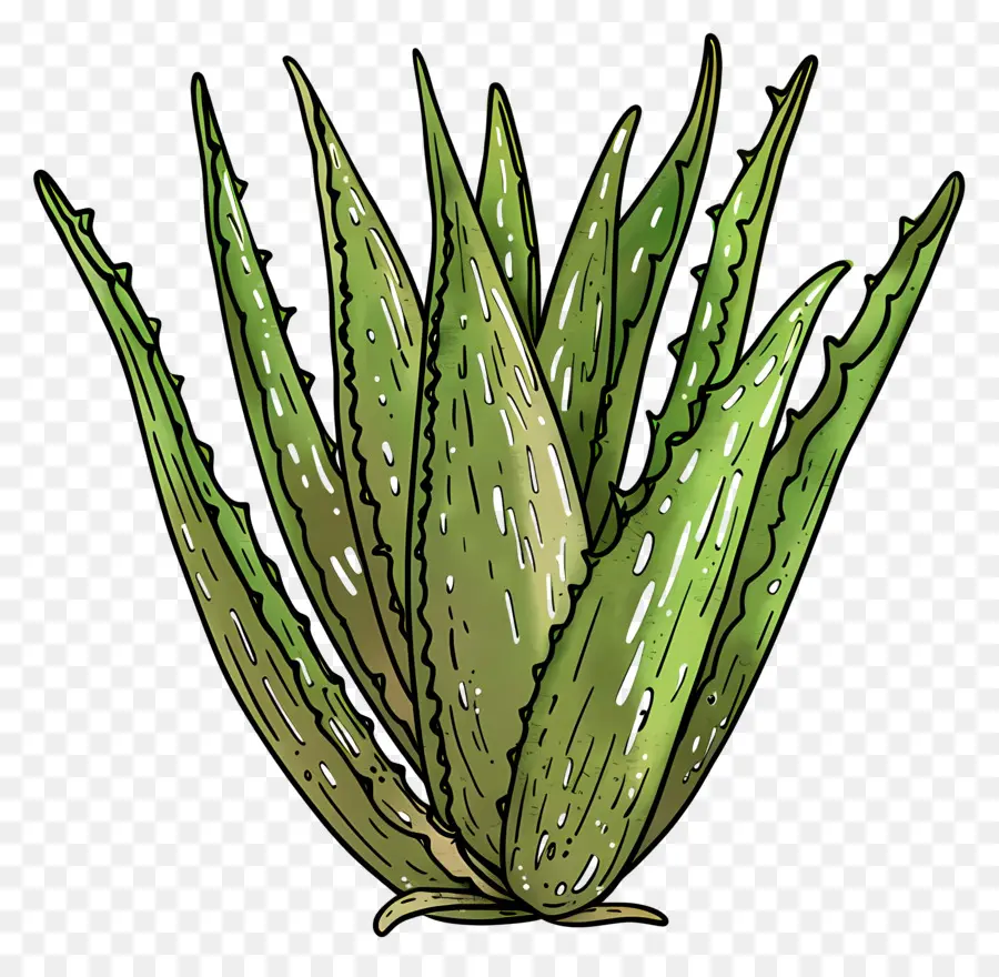 Aloe Vera，Planta Aloe Vera PNG