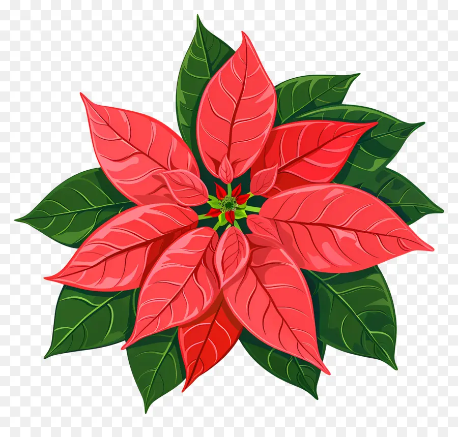 Flor Do Natal，Poinsettia PNG