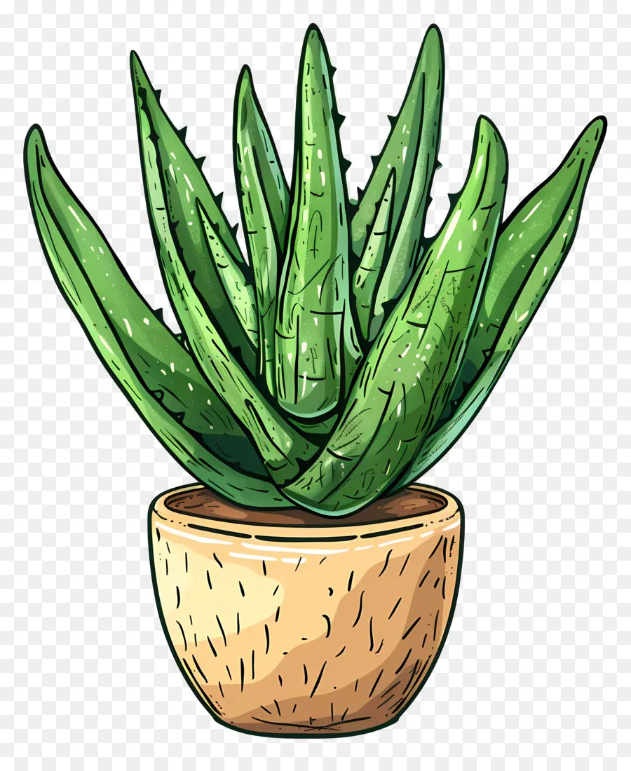 Aloe Vera，Cuidados Com As Plantas PNG