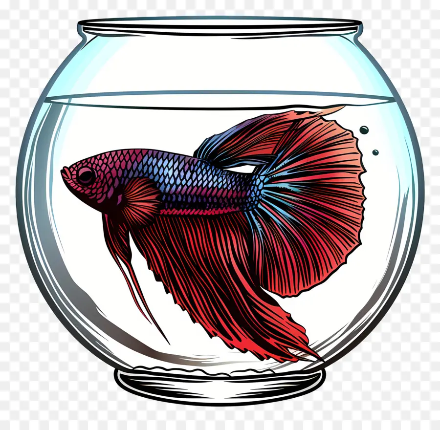 Peixe Betta，Sobre O Aquário PNG