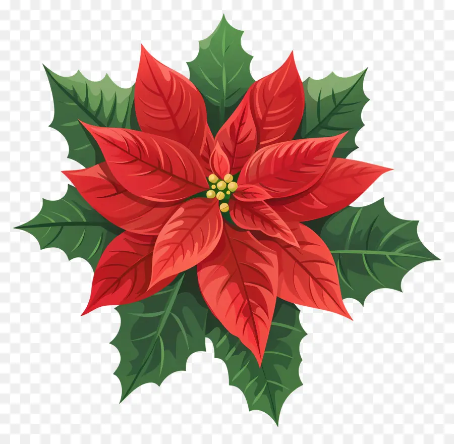 Flor Do Natal，Poinsettia PNG