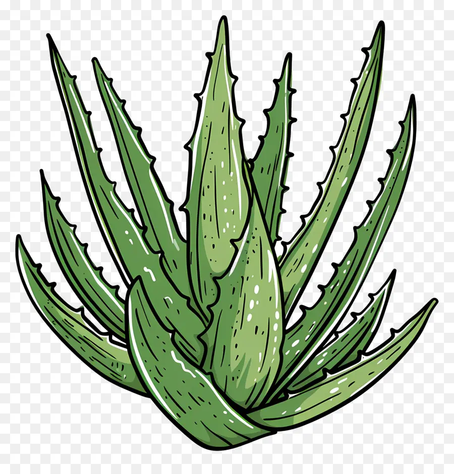 Aloe Vera，Planta PNG