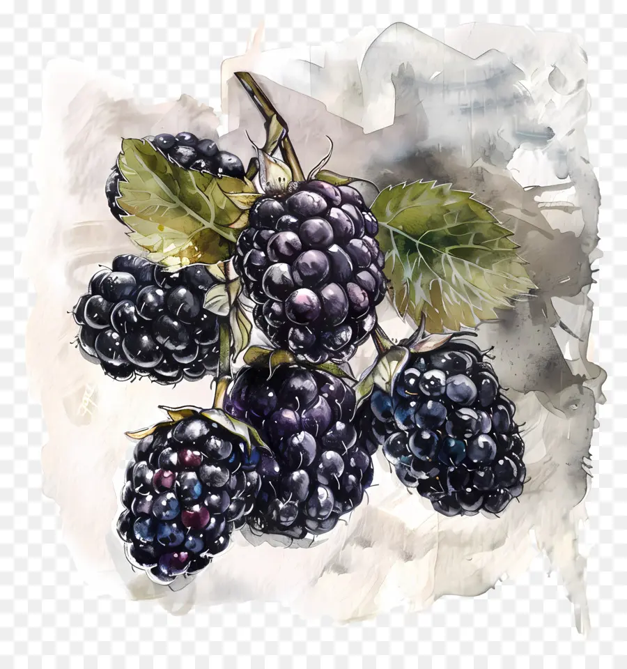 Amoras，Fruta PNG