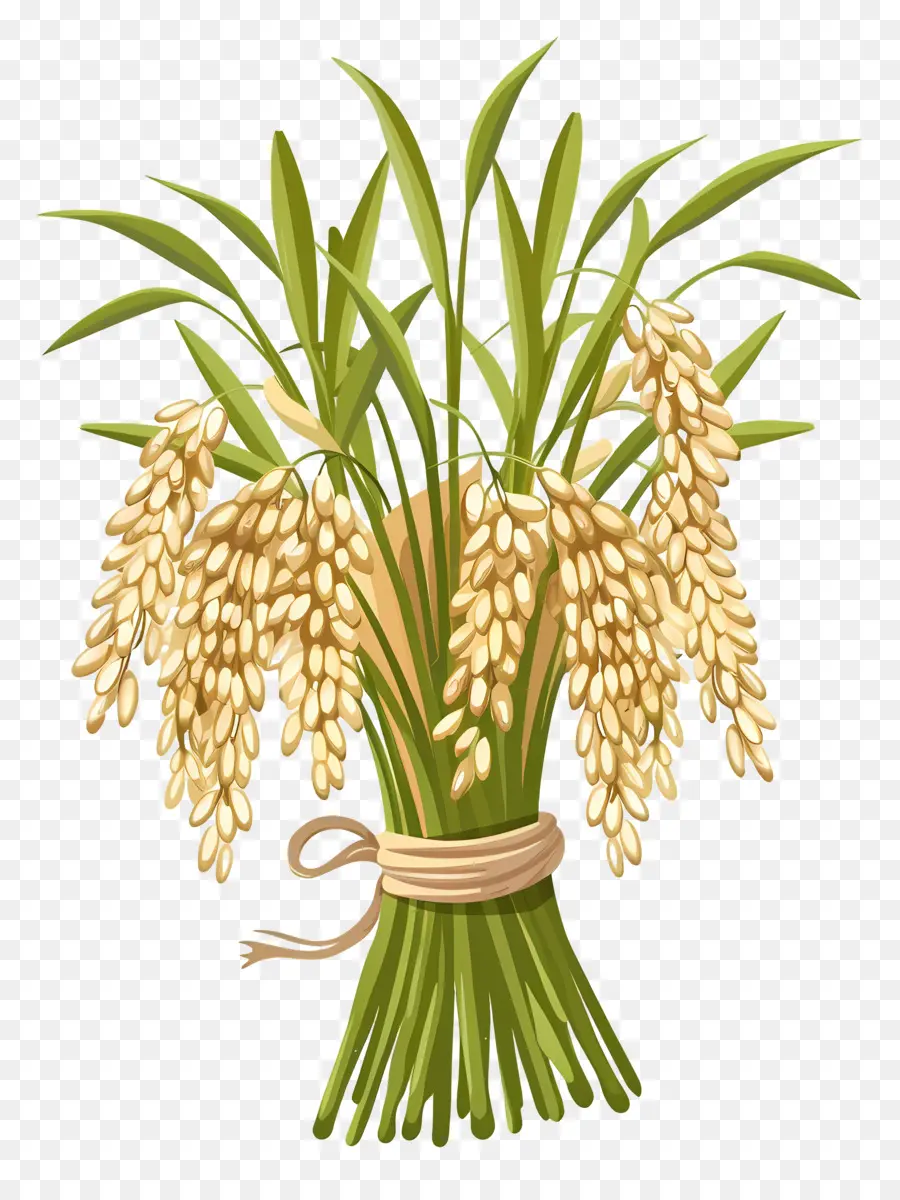 Feixe De Arroz，Plantas De Arroz PNG