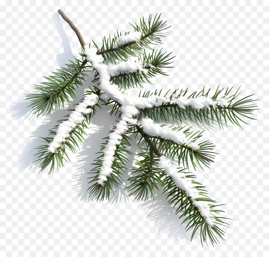 Spruce Ramo，Pinheiro PNG