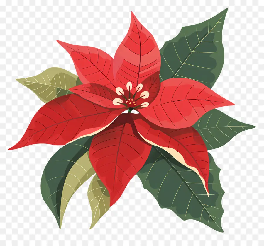 Flor Do Natal，Poinsettia PNG