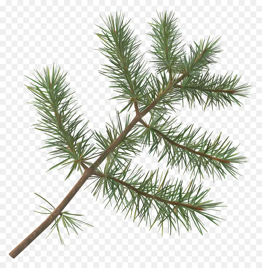 Spruce Ramo，Pinheiro PNG