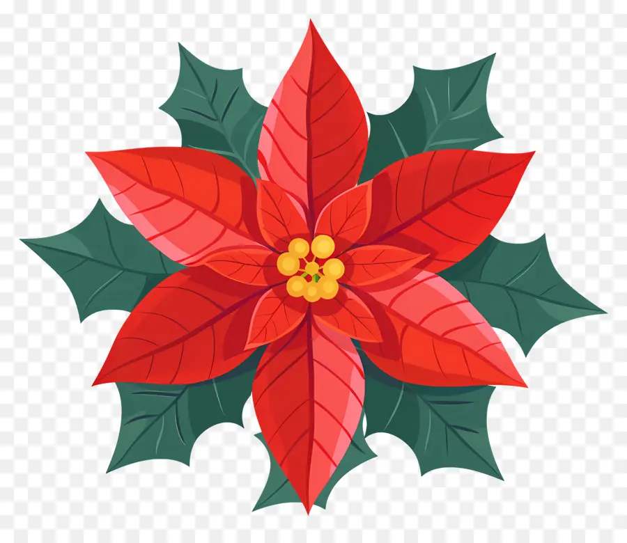 Flor Do Natal，Poinsettia PNG