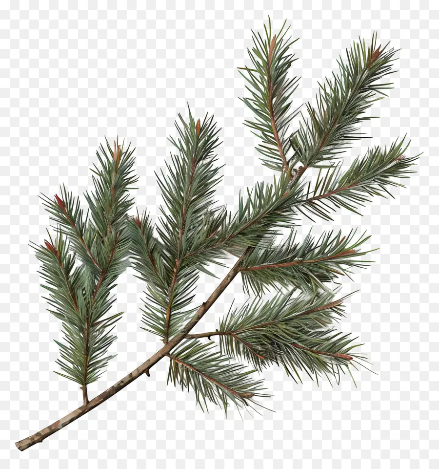 Spruce Ramo，Ramo De Pinheiro PNG