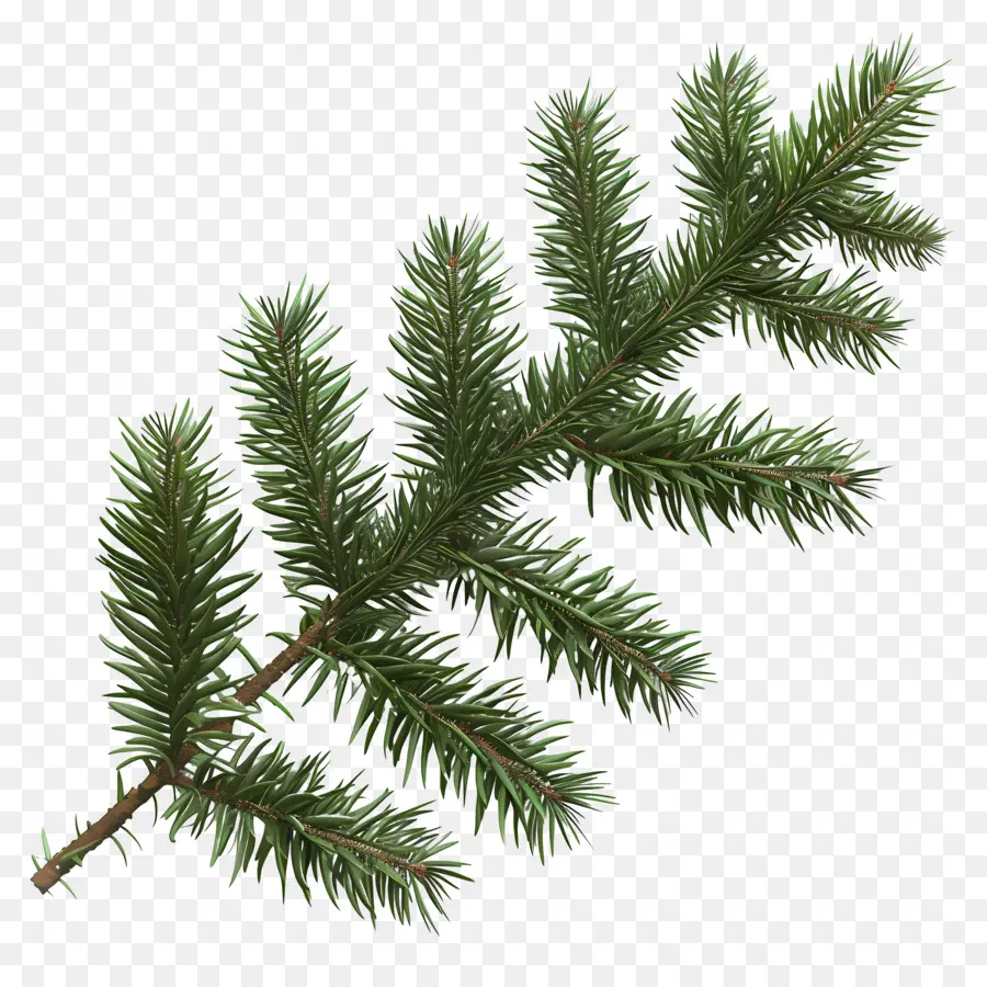 Spruce Ramo，Galho De Pinheiro PNG