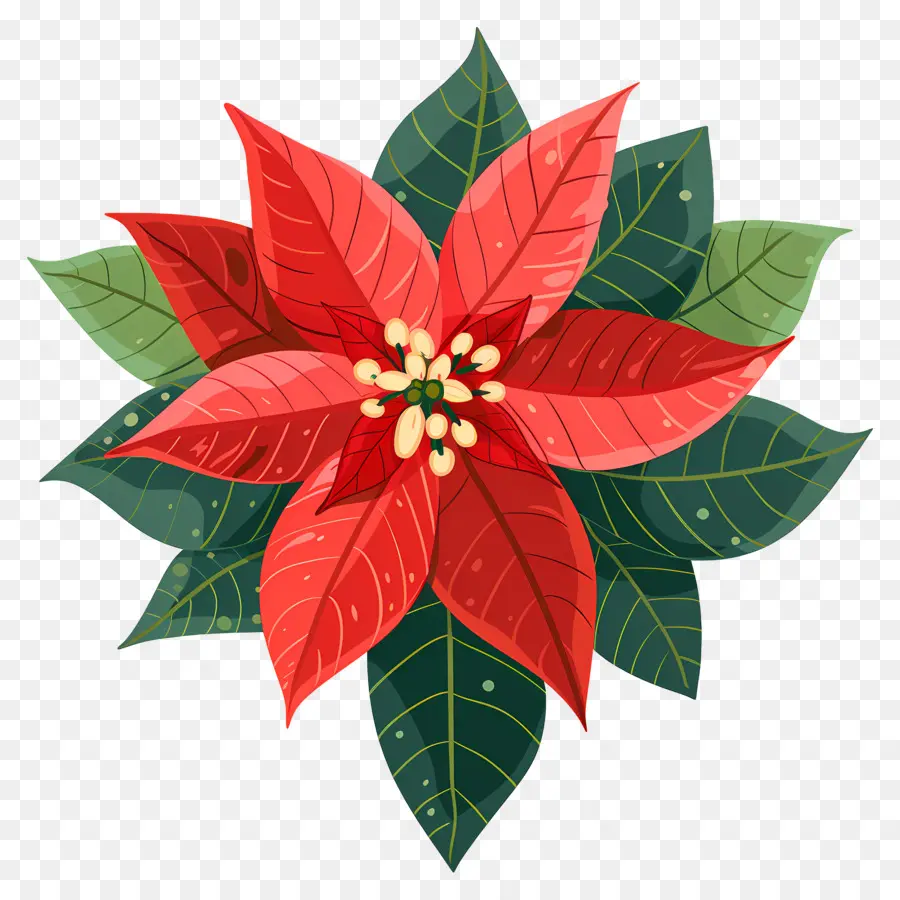 Flor Do Natal，Poinsettia PNG