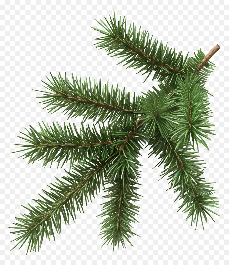 Spruce Ramo，Pinheiro PNG