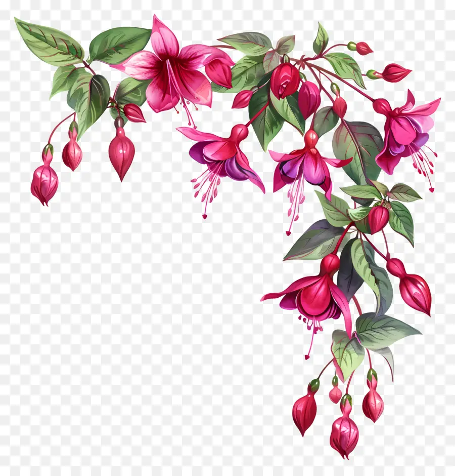 Fúcsia Flores，Pintura Em Aquarela PNG