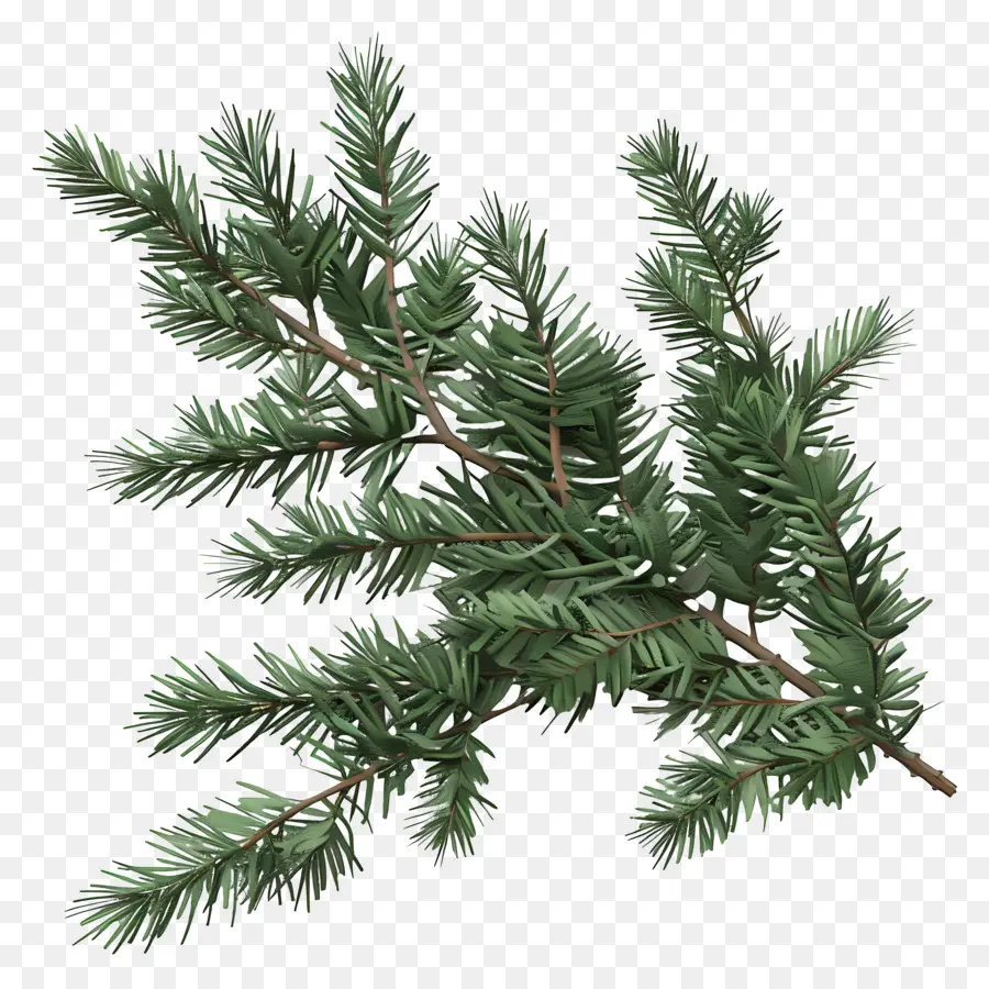 Spruce Ramo，Pinheiro PNG