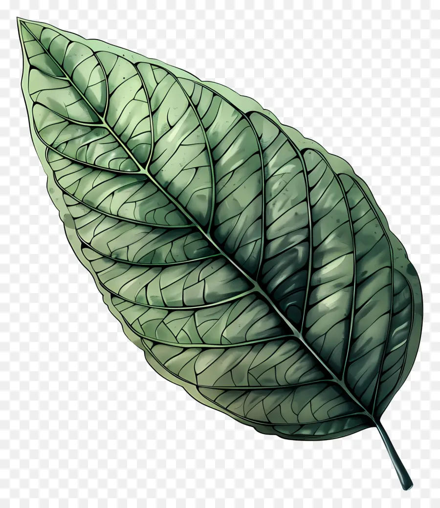 Folha Verde，Veias PNG