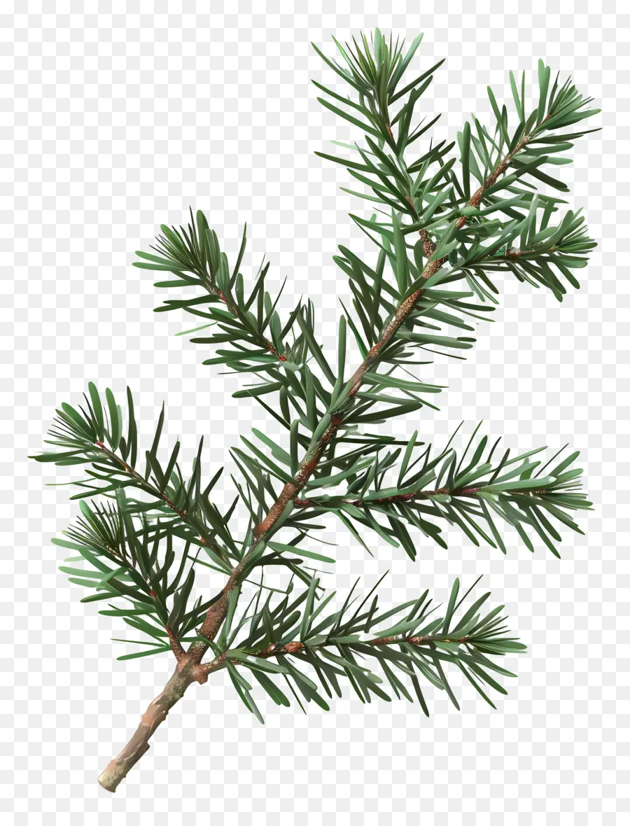 Spruce Ramo，Fir Ramo PNG