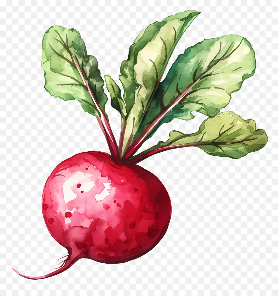 Rabanete，Vermelho De Beterraba PNG