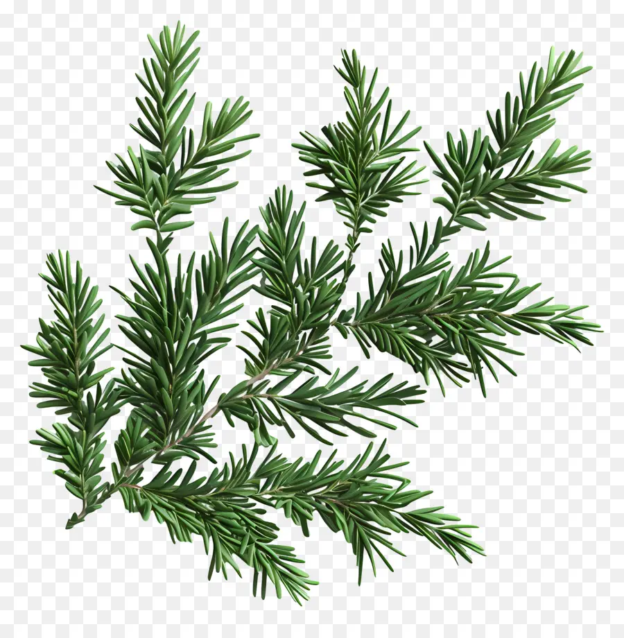 Spruce Ramo，Galho De Pinheiro PNG