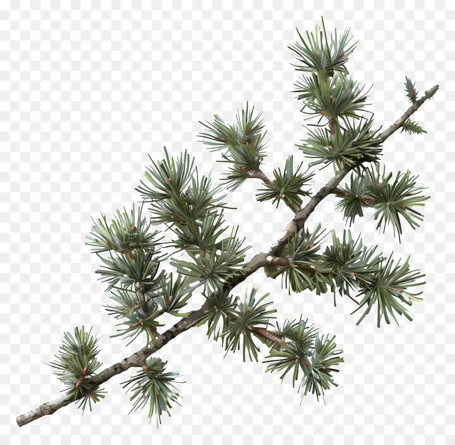 Spruce Ramo，Pinheiro PNG