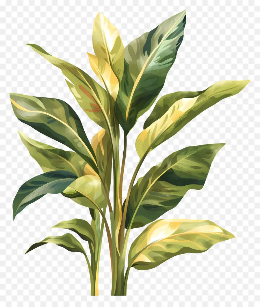 Plantas Interiores，Pintura De Folha De Ouro PNG