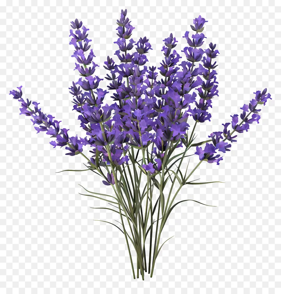 3d Lavanda，Flores De Lavanda PNG