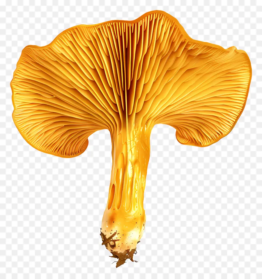 Chanterelle Mushroom，Cogumelo PNG