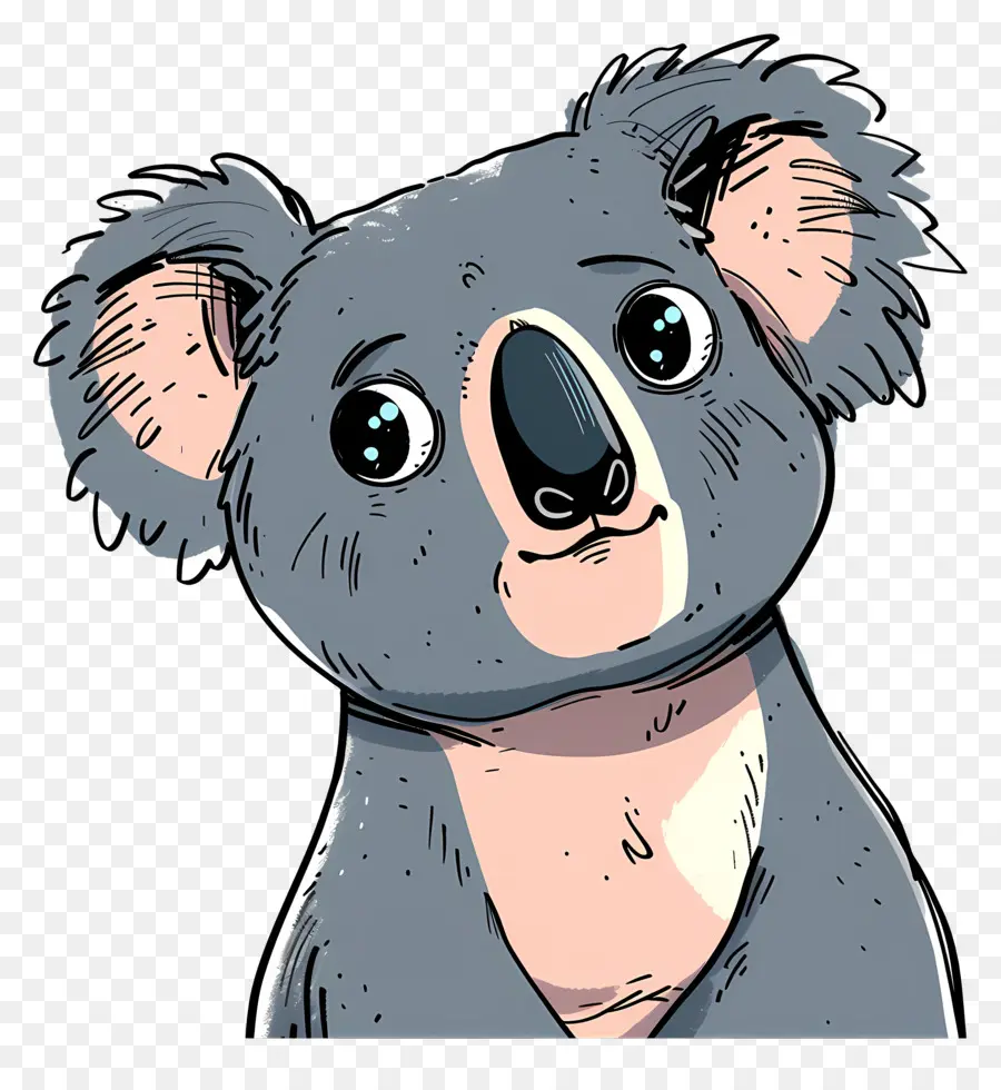 Koala，Coala PNG