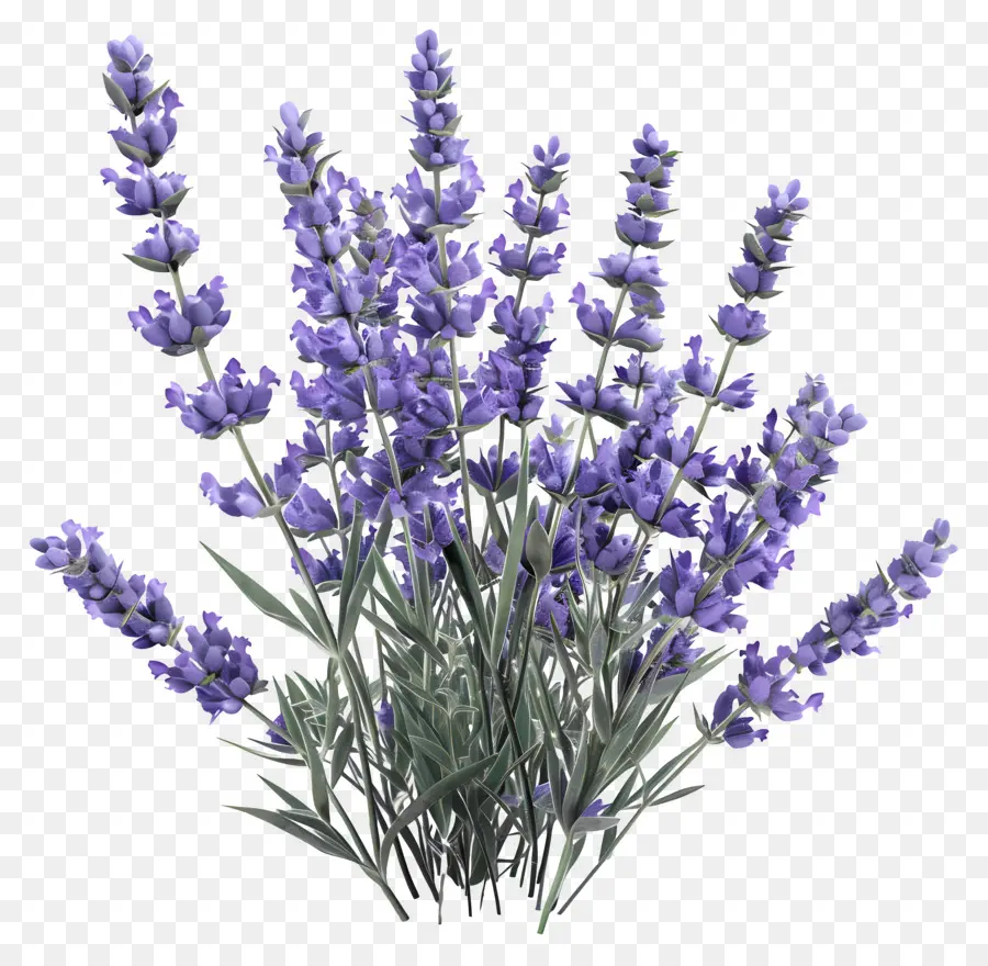 3d Lavanda，Flores De Lavanda PNG