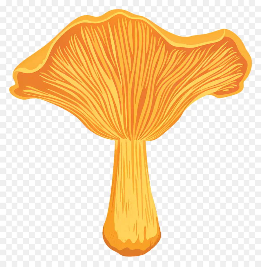 Chanterelle Mushroom，Cogumelo PNG