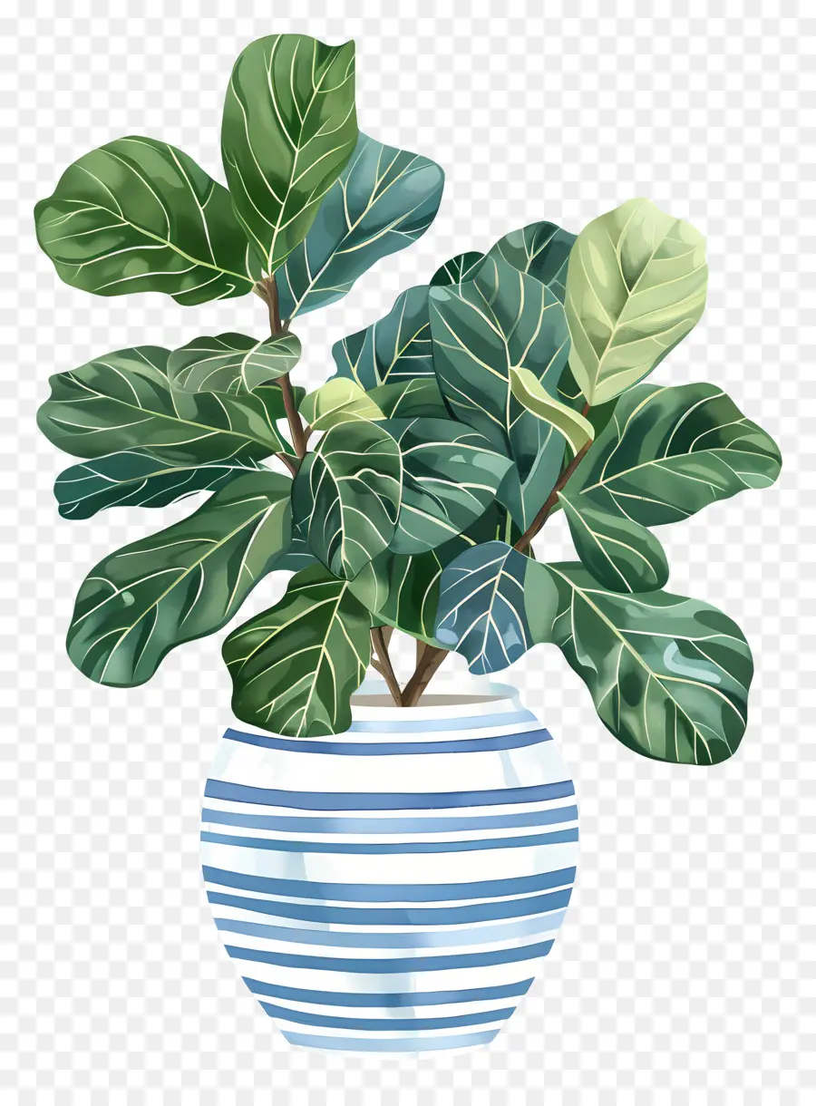 Ficus Lyrata，Planta Interna PNG