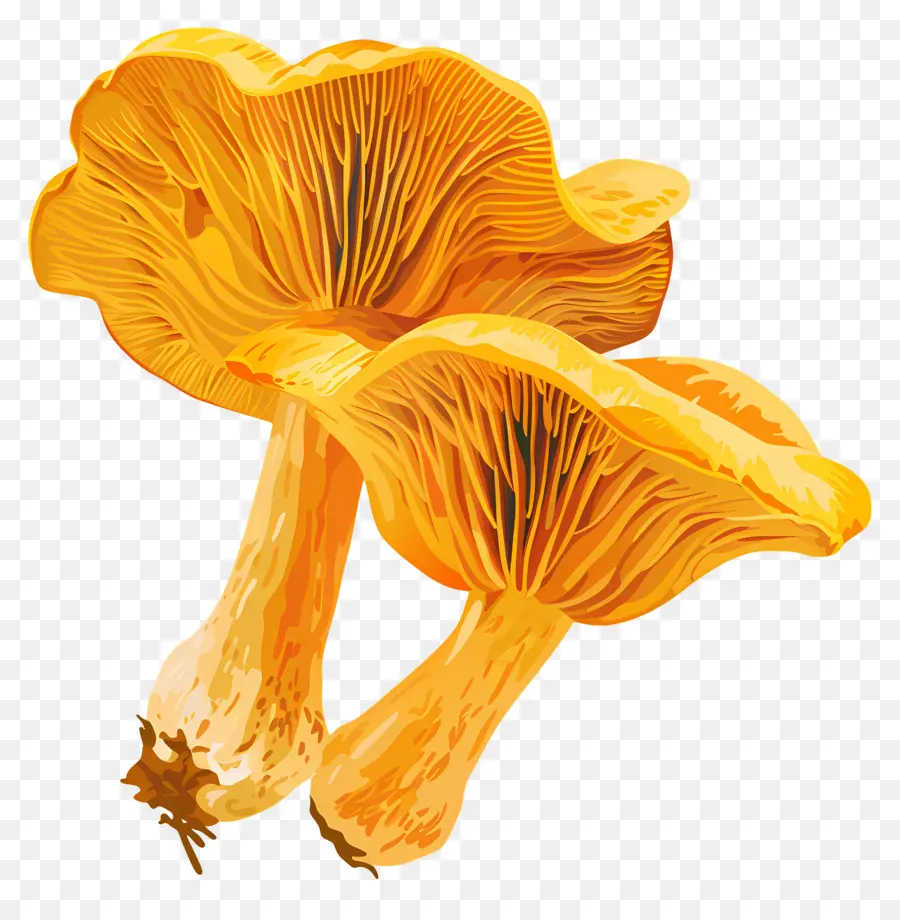 Chanterelle Mushroom，Cogumelos Gigantes PNG