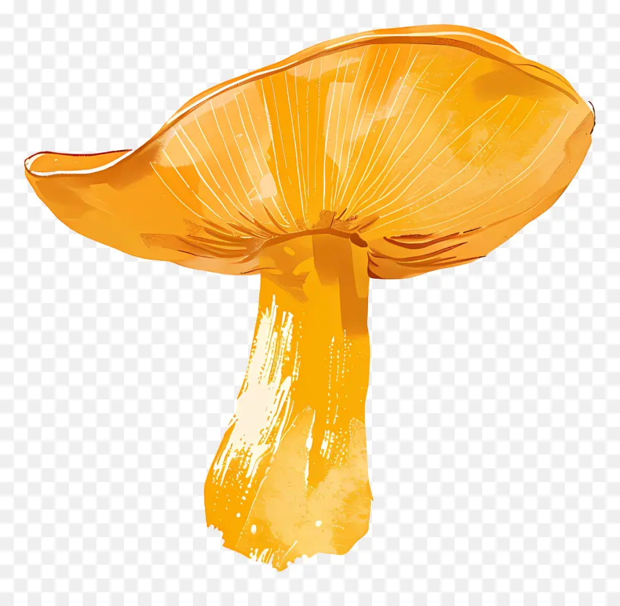 Chanterelle Mushroom，Cogumelo Em Forma De Sino PNG