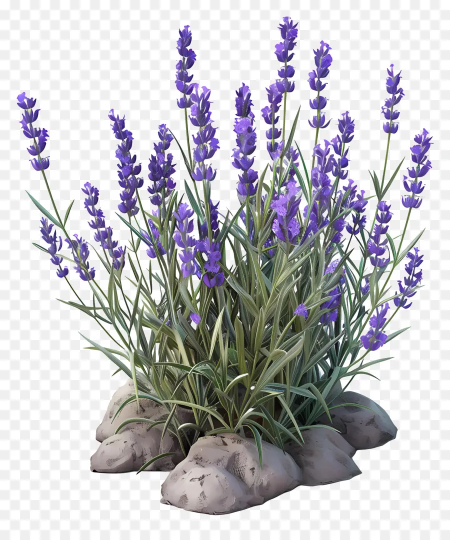 3d Lavanda，Lavanda PNG