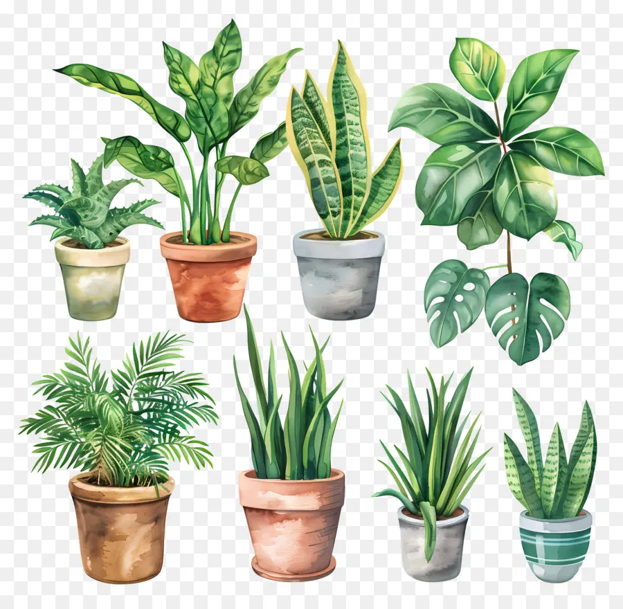 Vasos De Plantas，Folhas PNG