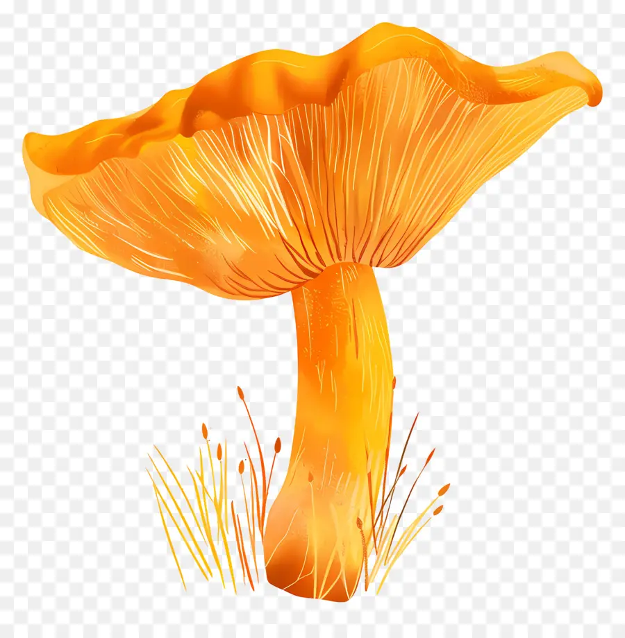 Chanterelle Mushroom，Cogumelo PNG