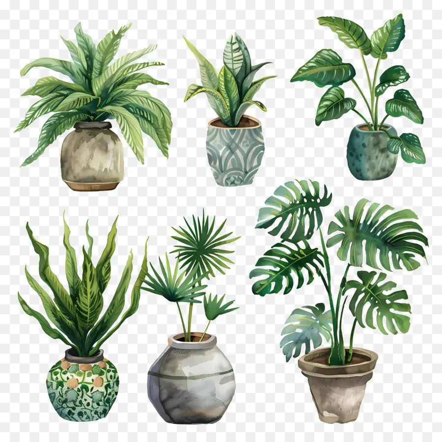 Vasos De Plantas，Folhas PNG