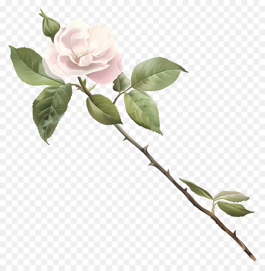 Pastel Flor，Rosa Branca PNG