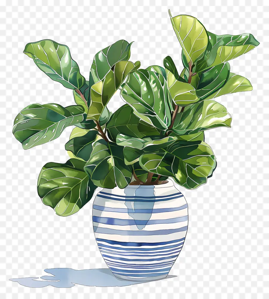 Ficus Lyrata，Vaso PNG