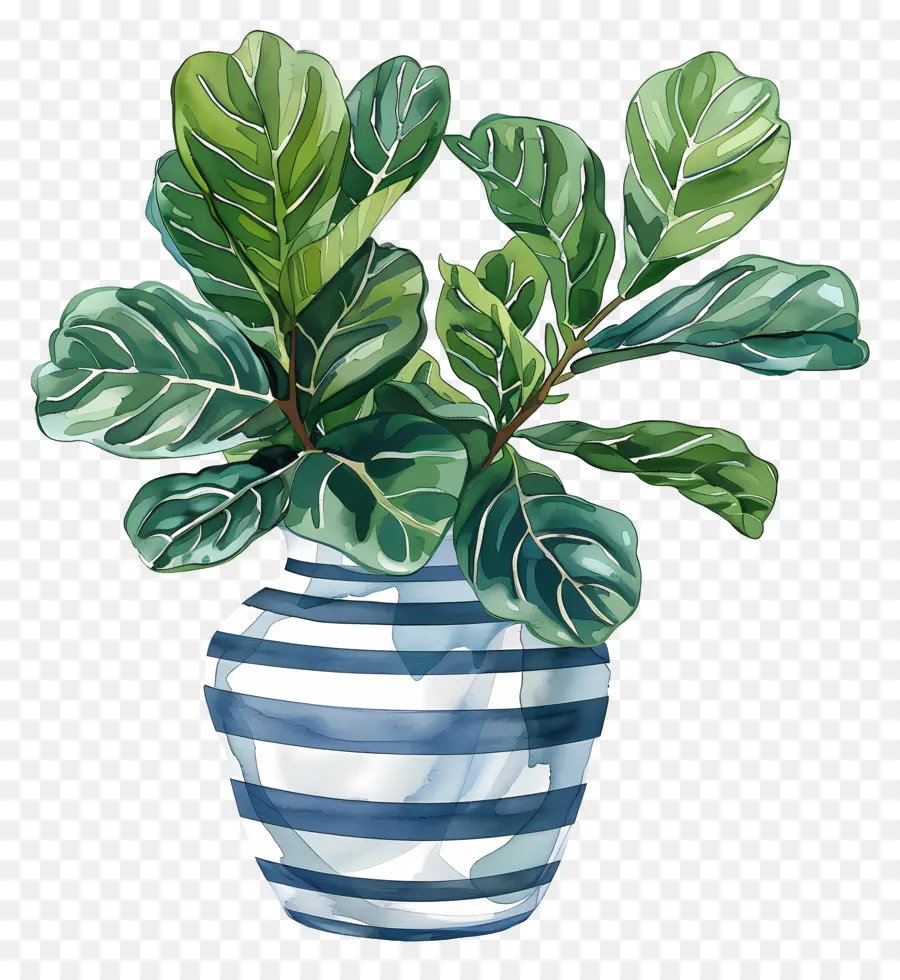 Ficus Lyrata，Azul E Branco Vaso PNG