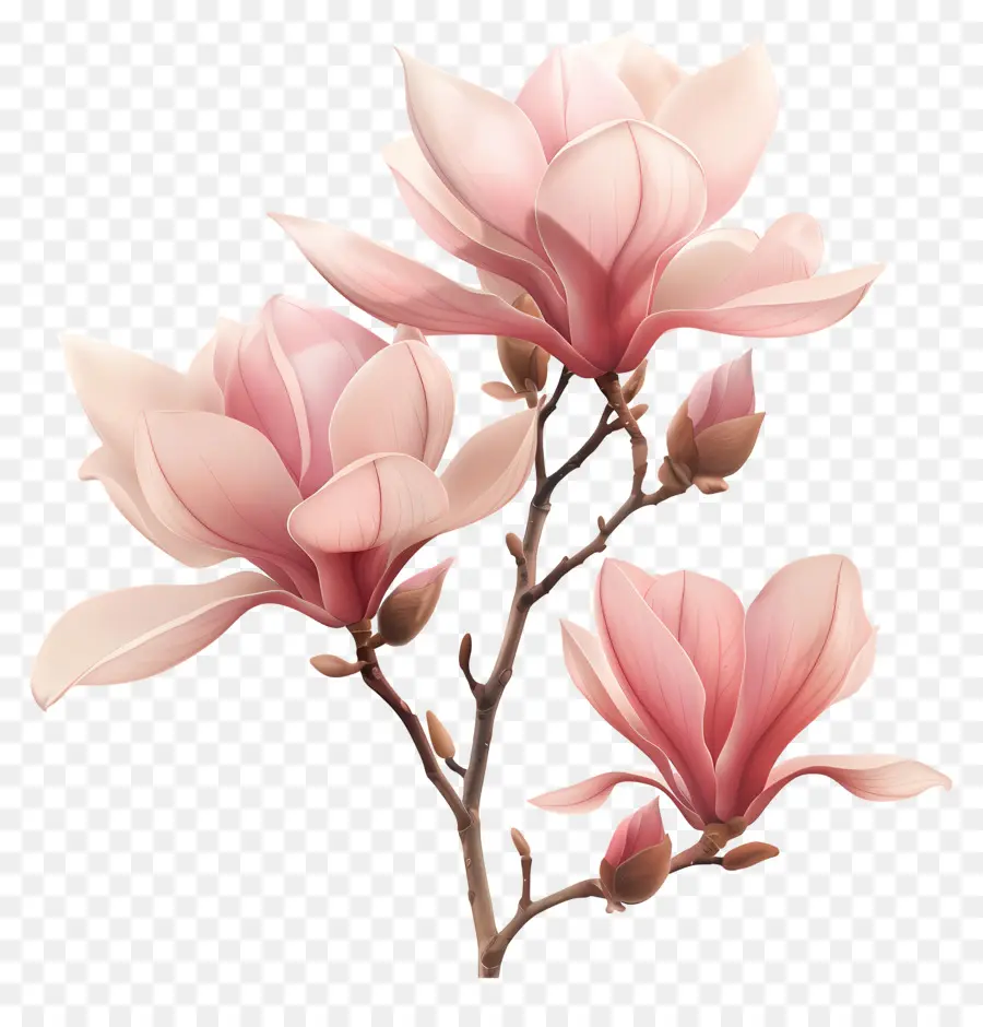 Flores De Magnólia，Filial PNG