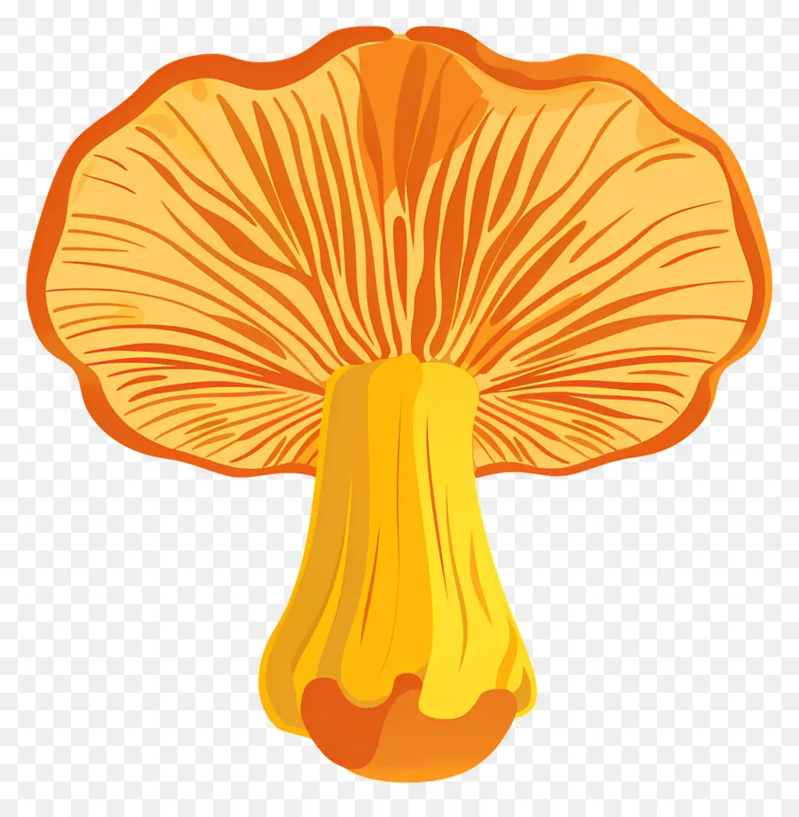 Chanterelle Mushroom，Cogumelo PNG