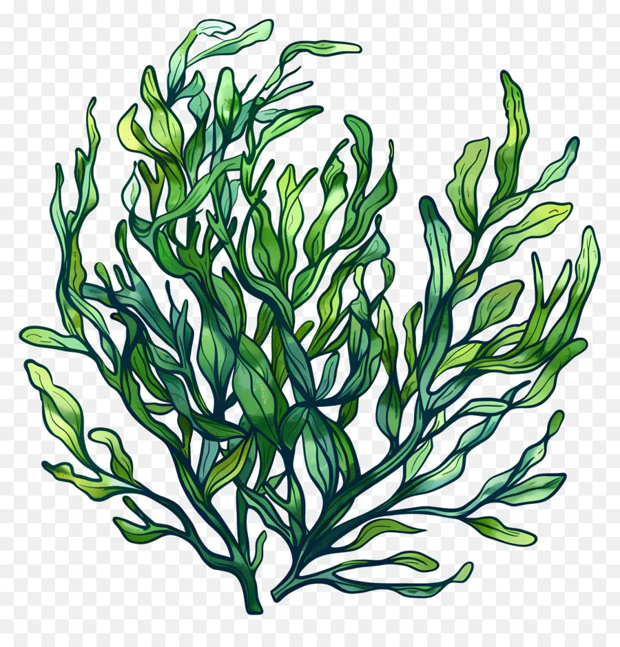 Algas，Plantas Verdes PNG