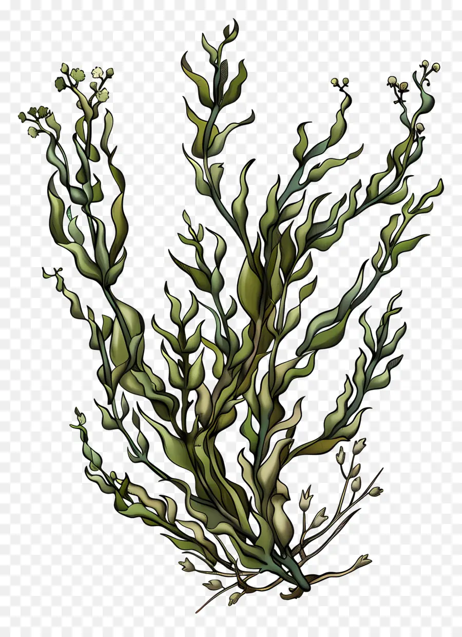 Algas，Algae PNG