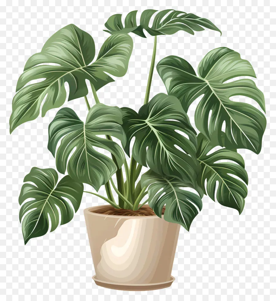 Monstera Deliciosa Planta，Planta Monstro PNG