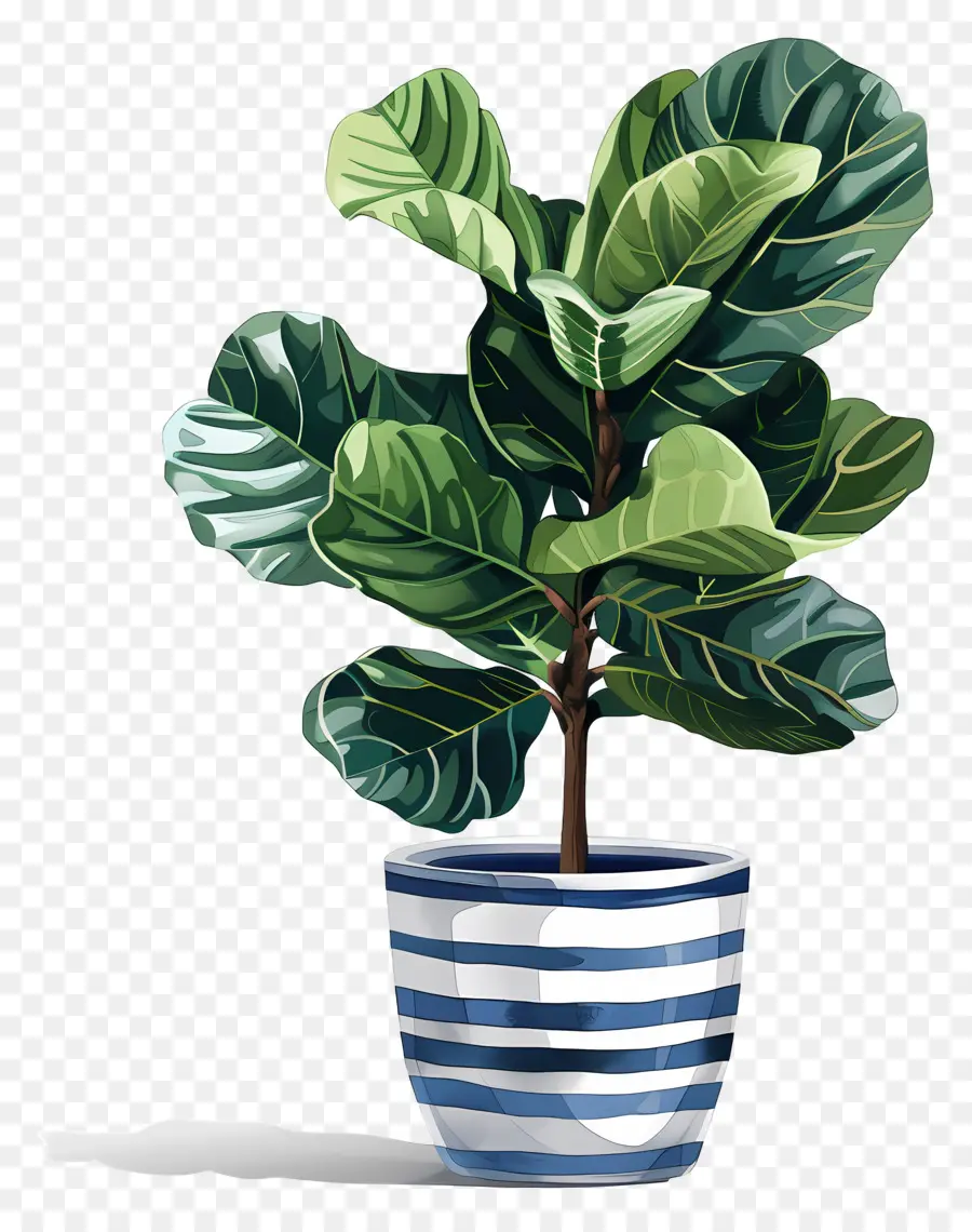 Ficus Lyrata，Fern Plant PNG