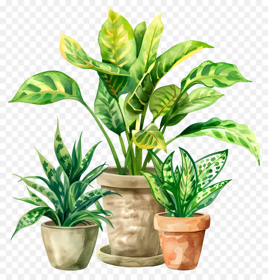 Plantas Interiores，Vasos De Plantas PNG